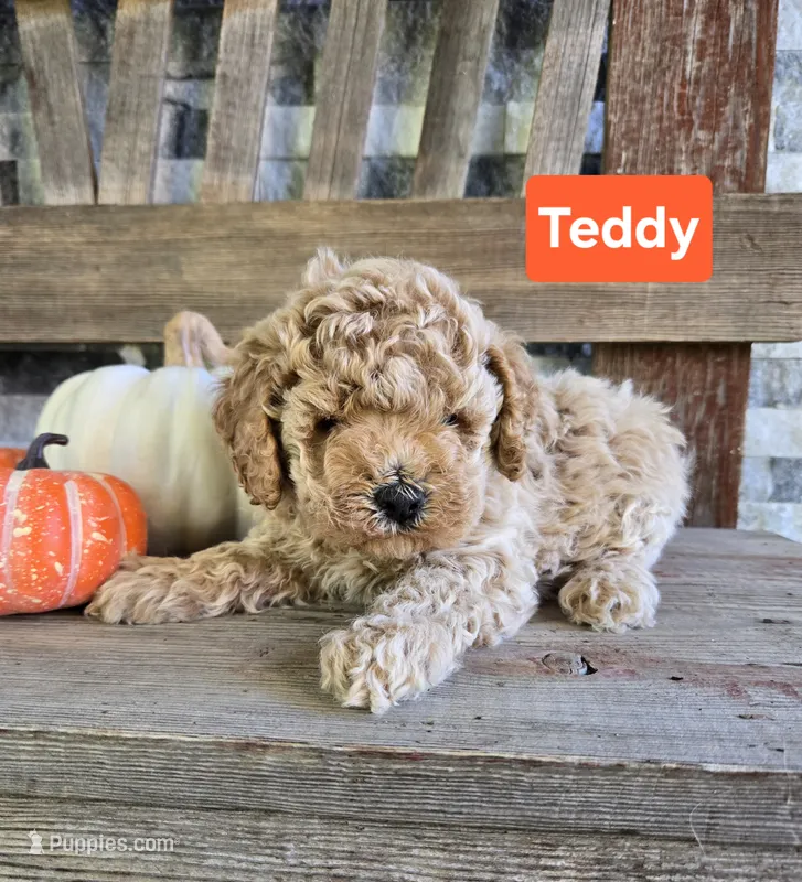 Teddy – Cockapoo puppy for sale in Madison, IN