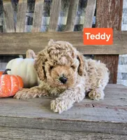 Teddy, a male Cockapoo for sale in Madison, IN – 1 of 1