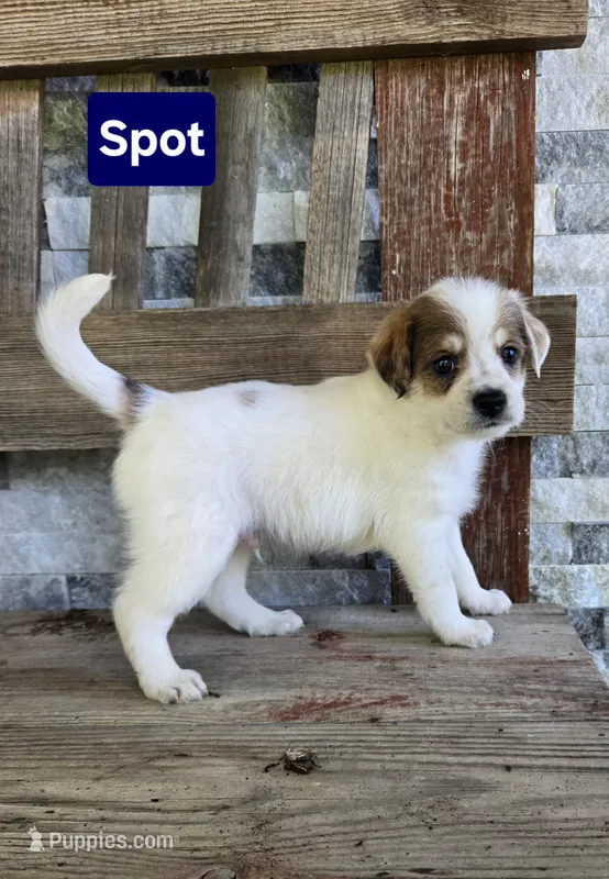 Spot – Jack Russell Terrier, Poodle - Toy  puppy for sale in Madison, IN