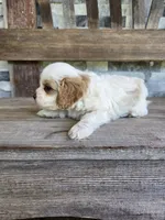 Winston, a male Cavapoo for sale in Madison, IN – 3 of 5