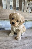 Oliver, a male Cavapoo for sale in Madison, IN – 6 of 7