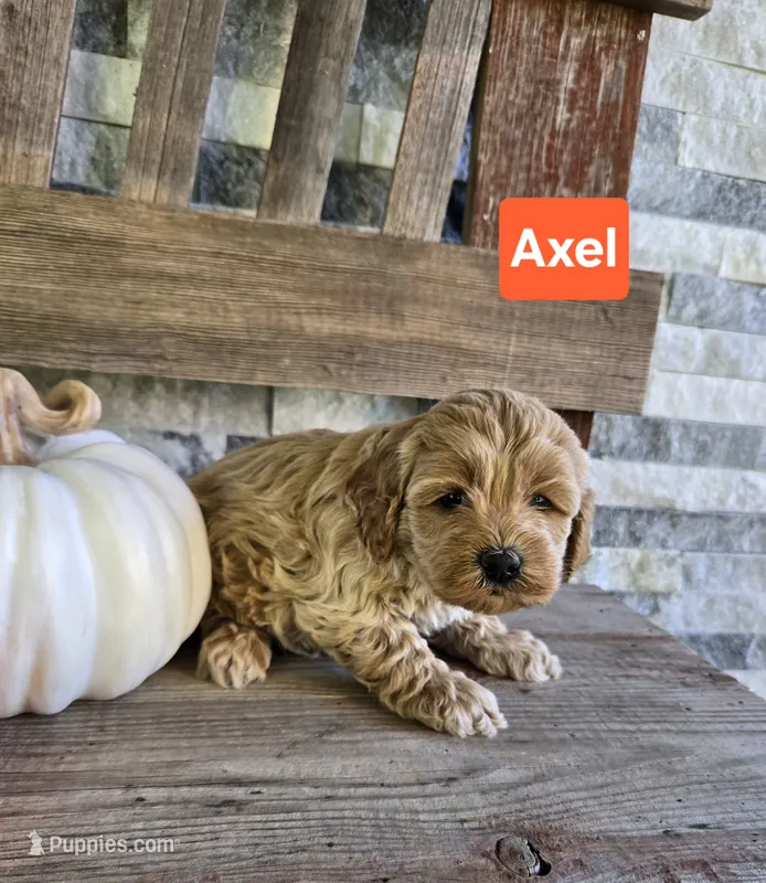 Axel – Cockapoo puppy for sale in Madison, IN
