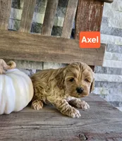 Axel, a male Cockapoo for sale in Madison, IN – 1 of 1