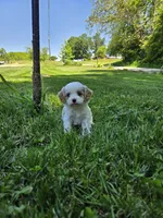 Winston, a male Cavapoo for sale in Madison, IN – 4 of 5