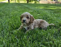 Red, a male Cavapoo for sale in Madison, IN – 2 of 7