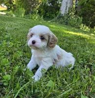Daisy, a female Cavapoo for sale in Madison, IN – 5 of 5