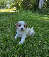 Hugo, a male Cavapoo for sale in Madison, IN – 1 of 4