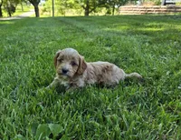 Red, a male Cavapoo for sale in Madison, IN – 4 of 7