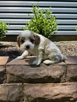 Hugo, a male Cavapoo for sale in Madison, IN – 3 of 4
