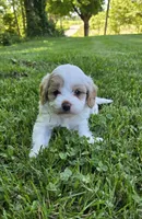 Winston, a male Cavapoo for sale in Madison, IN – 2 of 5