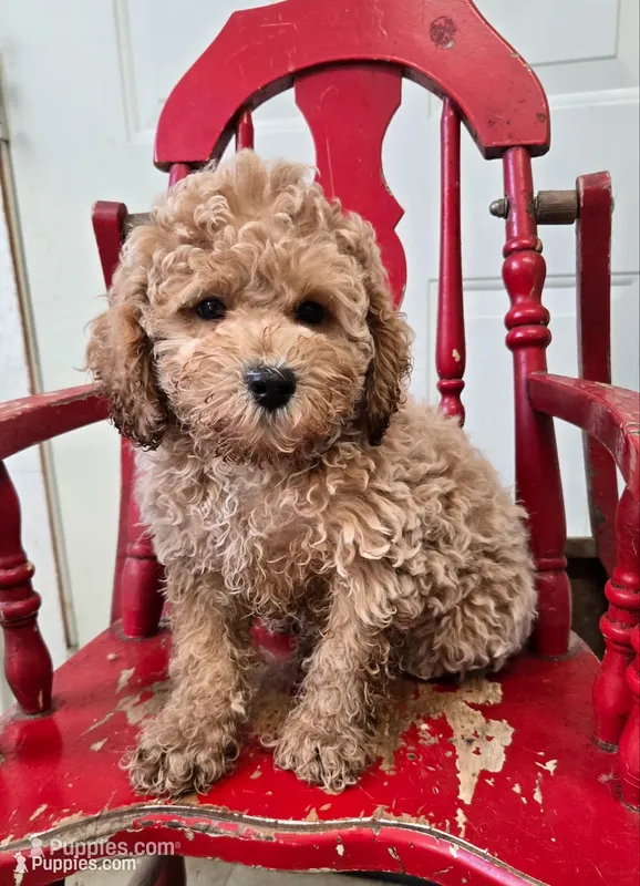 Teddy – Cockapoo puppy for sale in Madison, IN
