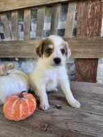 Spot, a male Jack Russell Terrier and Poodle - Toy  for sale in Madison, IN – 2 of 2