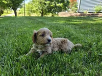 Red, a male Cavapoo for sale in Madison, IN – 5 of 7