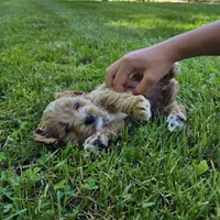 Red, a male Cavapoo for sale in Madison, IN – 3 of 7