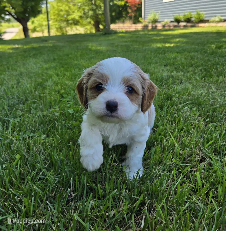 Hugo – Cavapoo puppy for sale in Madison, IN