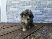 Bear, a male Jack Russell Terrier and Poodle - Toy  for sale in Madison, IN – 2 of 2