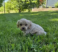 Oliver, a male Cavapoo for sale in Madison, IN – 7 of 7