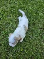 Hugo, a male Cavapoo for sale in Madison, IN – 2 of 4