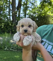 Oliver, a male Cavapoo for sale in Madison, IN – 3 of 7
