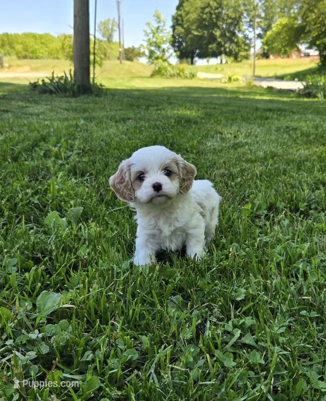 Daisy – Cavapoo puppy for sale in Madison, IN