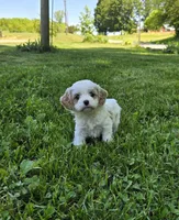 Daisy, a female Cavapoo for sale in Madison, IN – 1 of 5