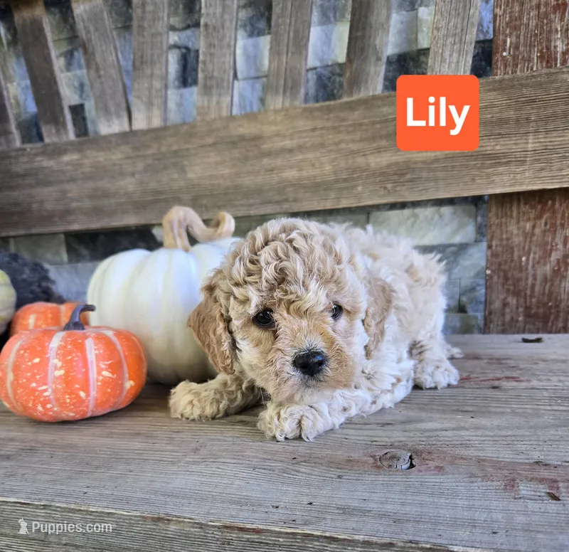 Lily – Cockapoo puppy for sale in Madison, IN