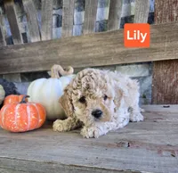 Lily, a female Cockapoo for sale in Madison, IN – 1 of 1