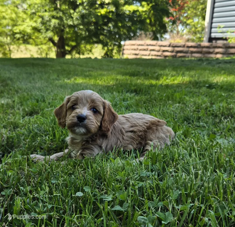 Red – Cavapoo puppy for sale in Madison, IN