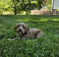 Red, a male Cavapoo for sale in Madison, IN – 1 of 7