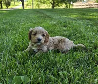 Red, a male Cavapoo for sale in Madison, IN – 6 of 7