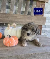 Bear, a male Jack Russell Terrier and Poodle - Toy  for sale in Madison, IN – 1 of 2