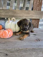 Rascal, a male Jack Russell Terrier and Poodle - Toy  for sale in Madison, IN – 3 of 3