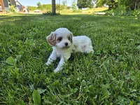 Daisy, a female Cavapoo for sale in Madison, IN – 4 of 5