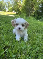 Daisy, a female Cavapoo for sale in Madison, IN – 2 of 5