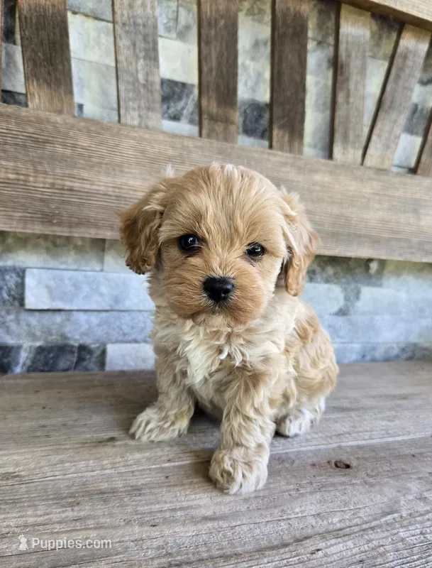 Oliver – Cavapoo puppy for sale in Madison, IN