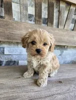 Oliver, a male Cavapoo for sale in Madison, IN – 1 of 7