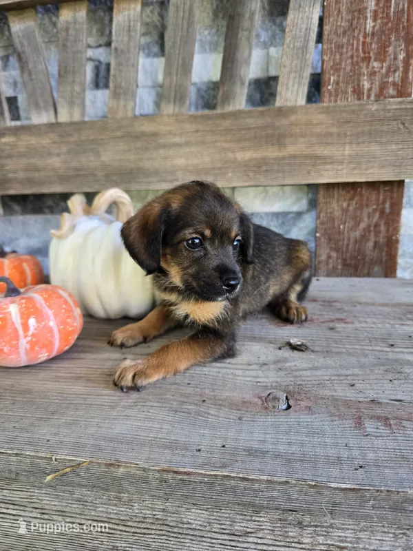 Rascal – Jack Russell Terrier, Poodle - Toy  puppy for sale in Madison, IN