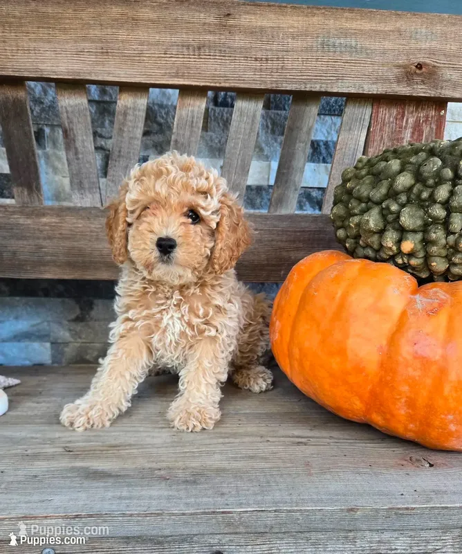 Lily – Cockapoo puppy for sale in Madison, IN