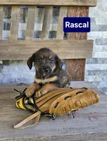 Rascal, a male Jack Russell Terrier and Poodle - Toy  for sale in Madison, IN – 2 of 3