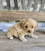 Oliver, a male Cavapoo for sale in Madison, IN – 5 of 7