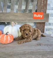 Ruby, a female Cockapoo for sale in Madison, IN – 1 of 1
