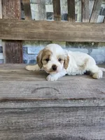 Winston, a male Cavapoo for sale in Madison, IN – 5 of 5
