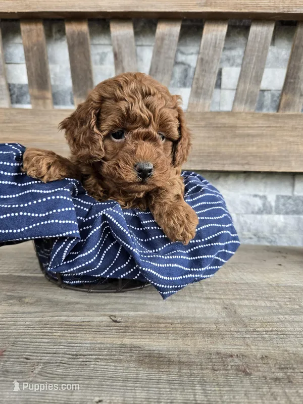 Barkley – Cockapoo puppy for sale in Madison, IN