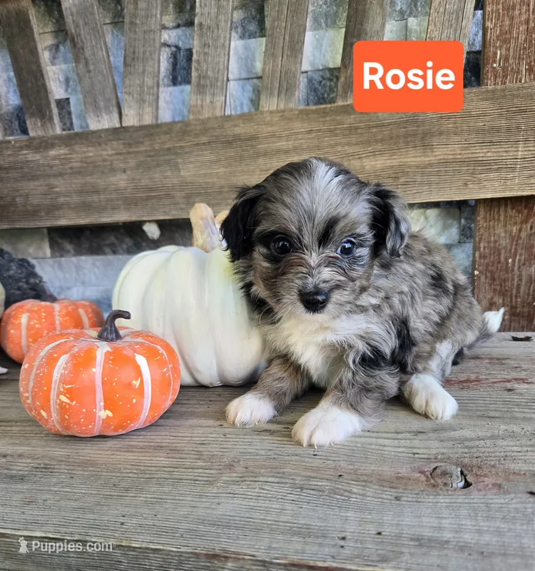 Rosie – Jack Russell Terrier, Poodle - Toy  puppy for sale in Madison, IN