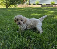 Oliver, a male Cavapoo for sale in Madison, IN – 4 of 7