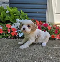 Daisy, a female Cavapoo for sale in Madison, IN – 3 of 5