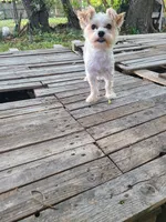Biscuit, a female Pembroke Welsh Corgi and Morkie for sale in Arlington, TX – 3 of 8