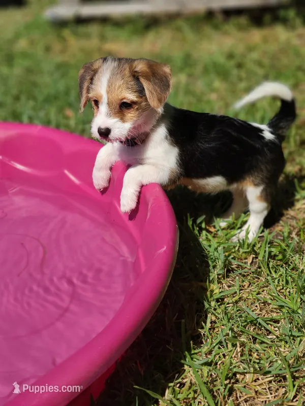 Daisy – Pembroke Welsh Corgi, Morkie puppy for sale in Arlington, TX
