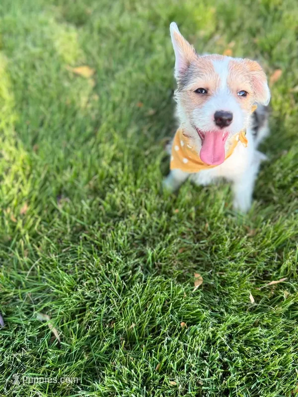 Lilly – Pembroke Welsh Corgi, Morkie puppy for sale in Arlington, TX