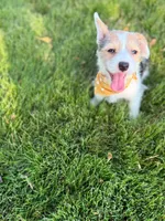 Lilly, a female Pembroke Welsh Corgi and Morkie for sale in Arlington, TX – 1 of 7